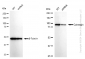 KD-Validated Anti-Calmegin Rabbit Monoclonal Antibody